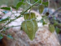 Physalis purpurea image