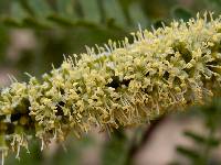 Prosopis velutina image