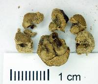 Psidium densicomum image
