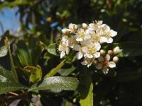 Image of Pyracantha fortuneana