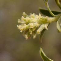 Salix taxifolia image