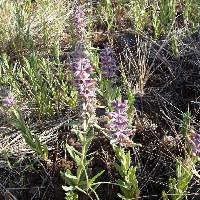 Stachys rothrockii image