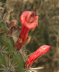 Stenocereus alamosensis image