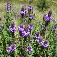 Verbena macdougalii image