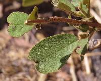 Vitex mollis image