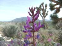 Astragalus mokiacensis image