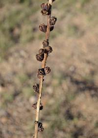 Agave parviflora subsp. parviflora image