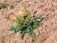 Image of Astragalus ampullarioides