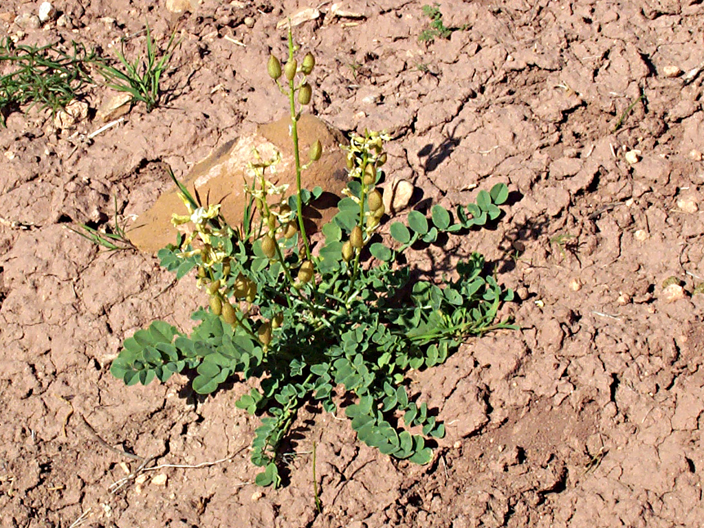 Astragalus ampullarioides image