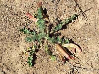 Astragalus holmgreniorum image