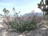 Astragalus mokiacensis image