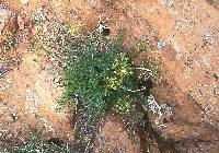 Image of Lomatium scabrum