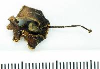 Psidium acidum image