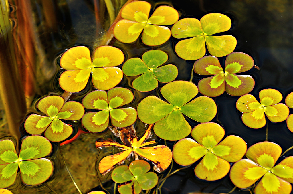 Marsilea mutica image