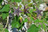 Matelea quercetorum image