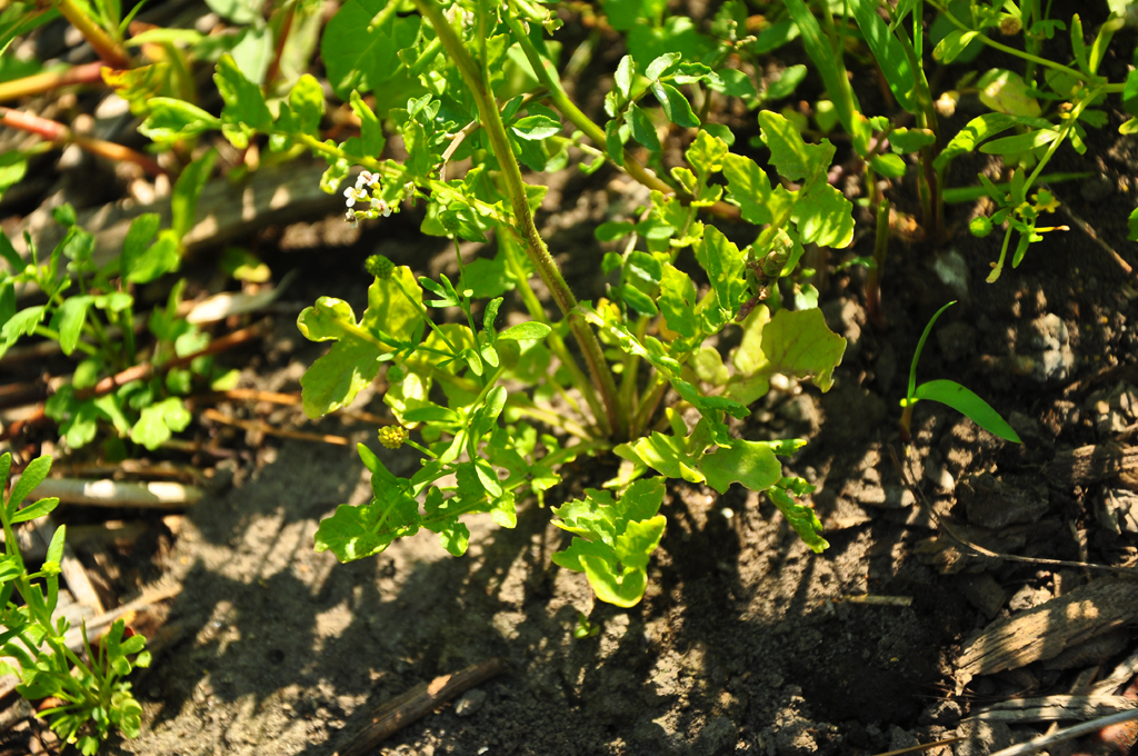 Rorippa palustris subsp. hispida image