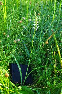 Image of Spiranthes diluvialis