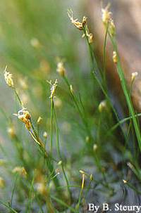 Eleocharis flavescens image