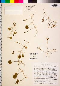 Hydrocotyle verticillata image