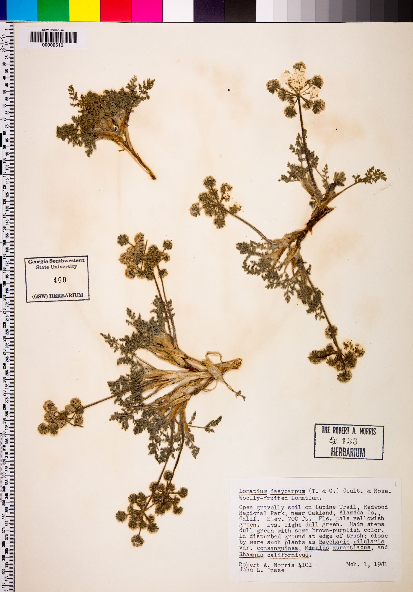 Lomatium dasycarpum image
