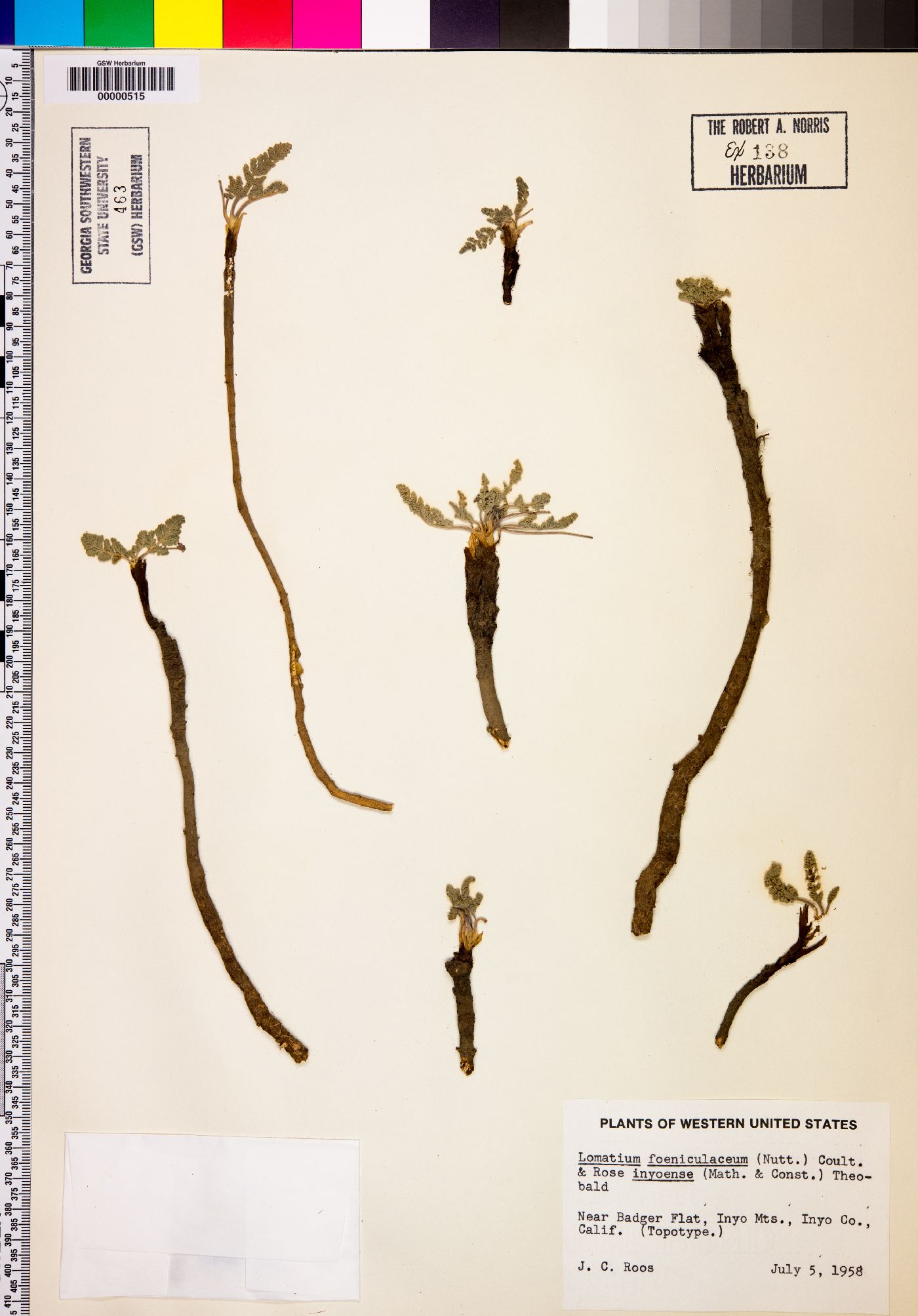Lomatium foeniculaceum subsp. inyoense image