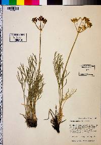 Lomatium kingii image