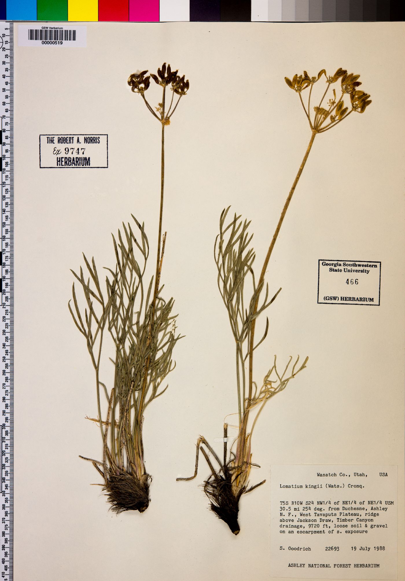 Lomatium kingii image