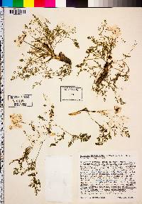 Lomatium utriculatum image