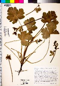 Sanicula crassicaulis image