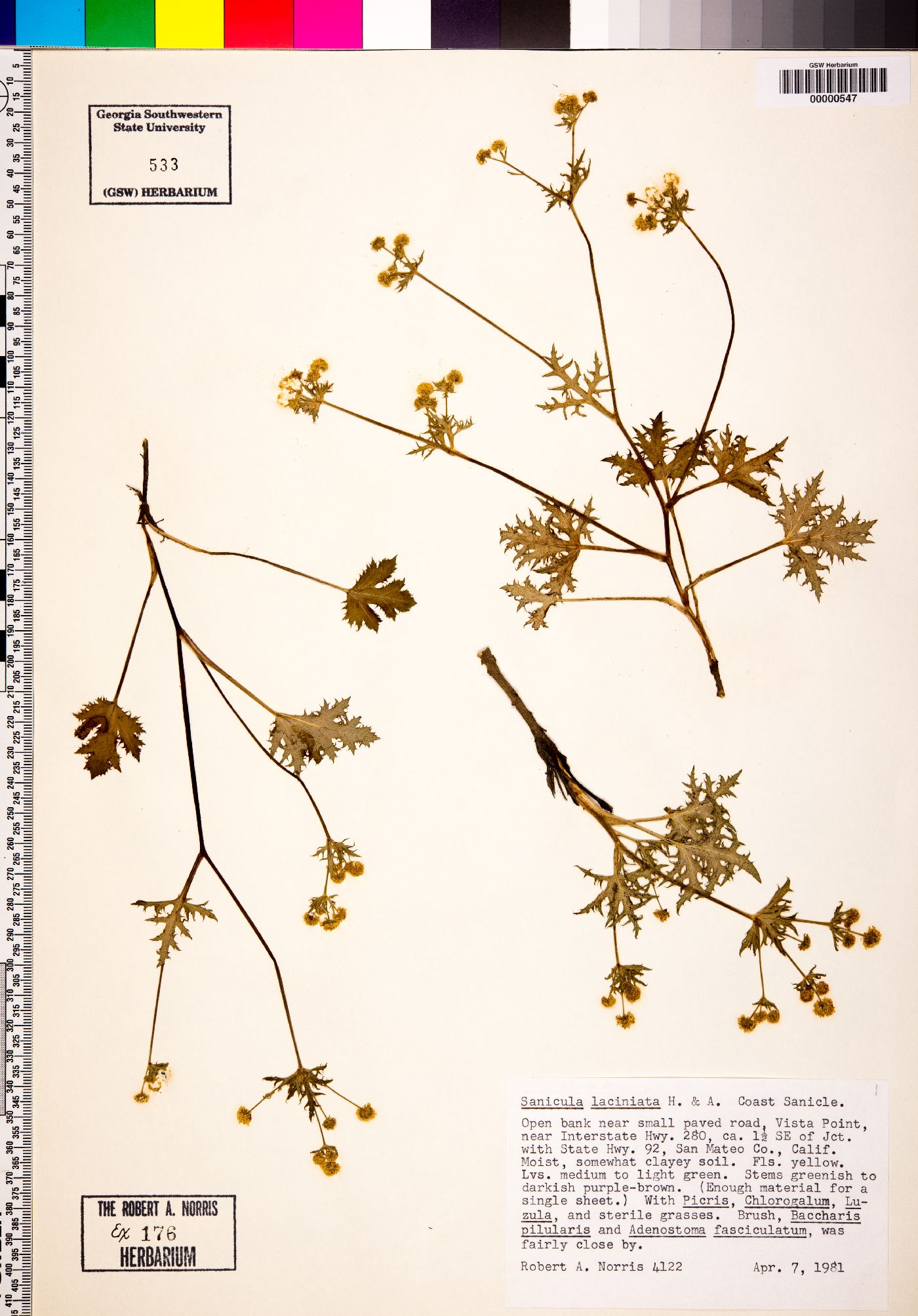 Sanicula laciniata image