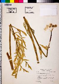 Sphenosciadium capitellatum image