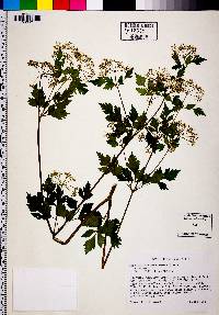 Thaspium barbinode image