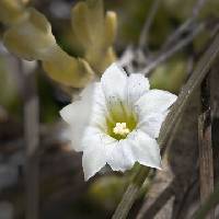 Image of Gentiana fremontii