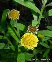 Image of Pulicaria paludosa