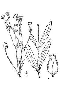 Image of Vaccaria hispanica