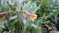 Polemonium pauciflorum image