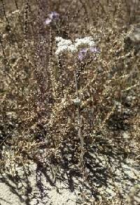 Eriogonum annuum image