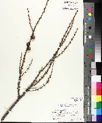 Larix laricina image