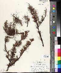 Larix laricina image