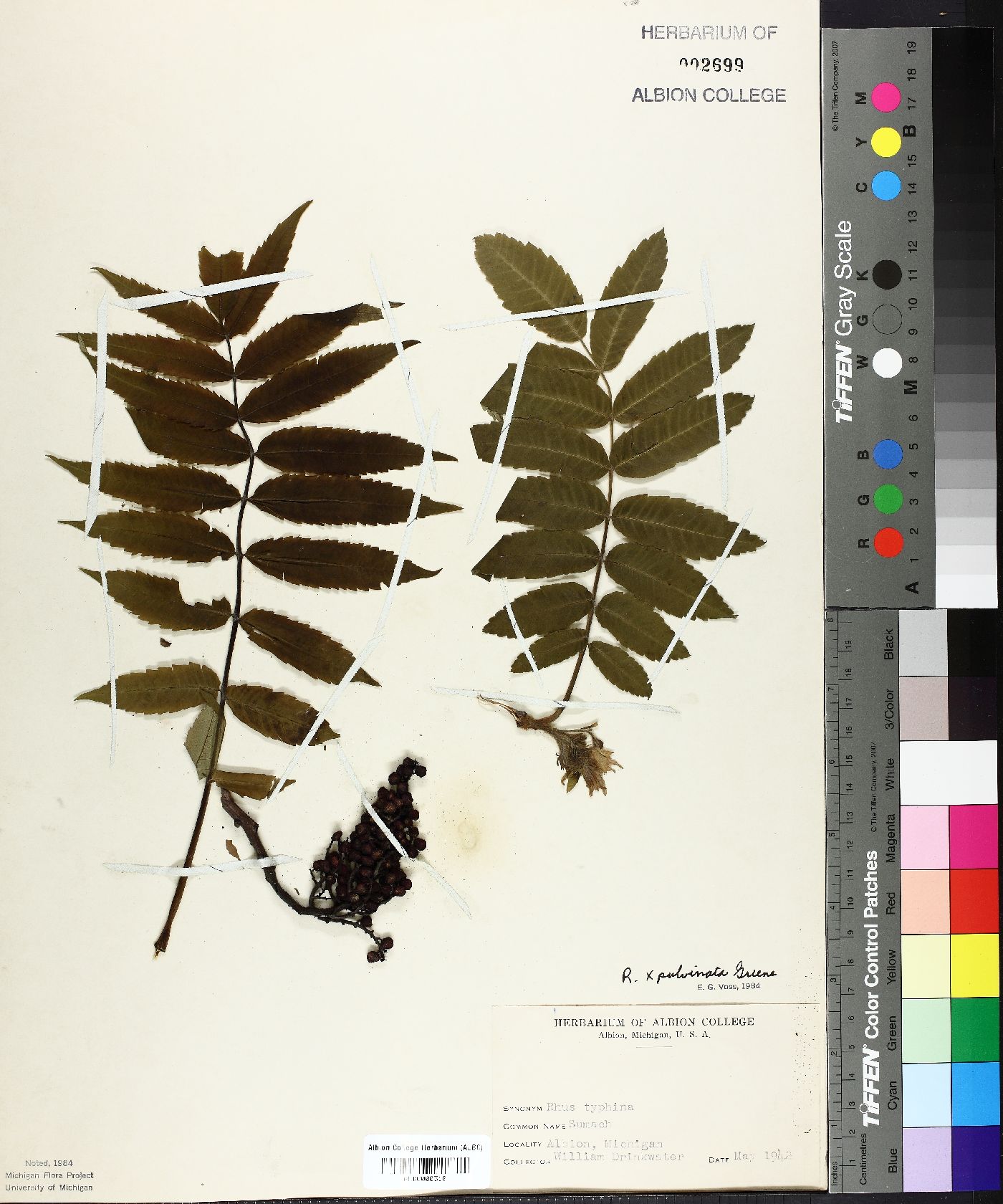 Rhus × borealis image