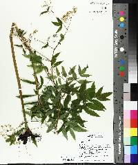 Cicuta maculata image