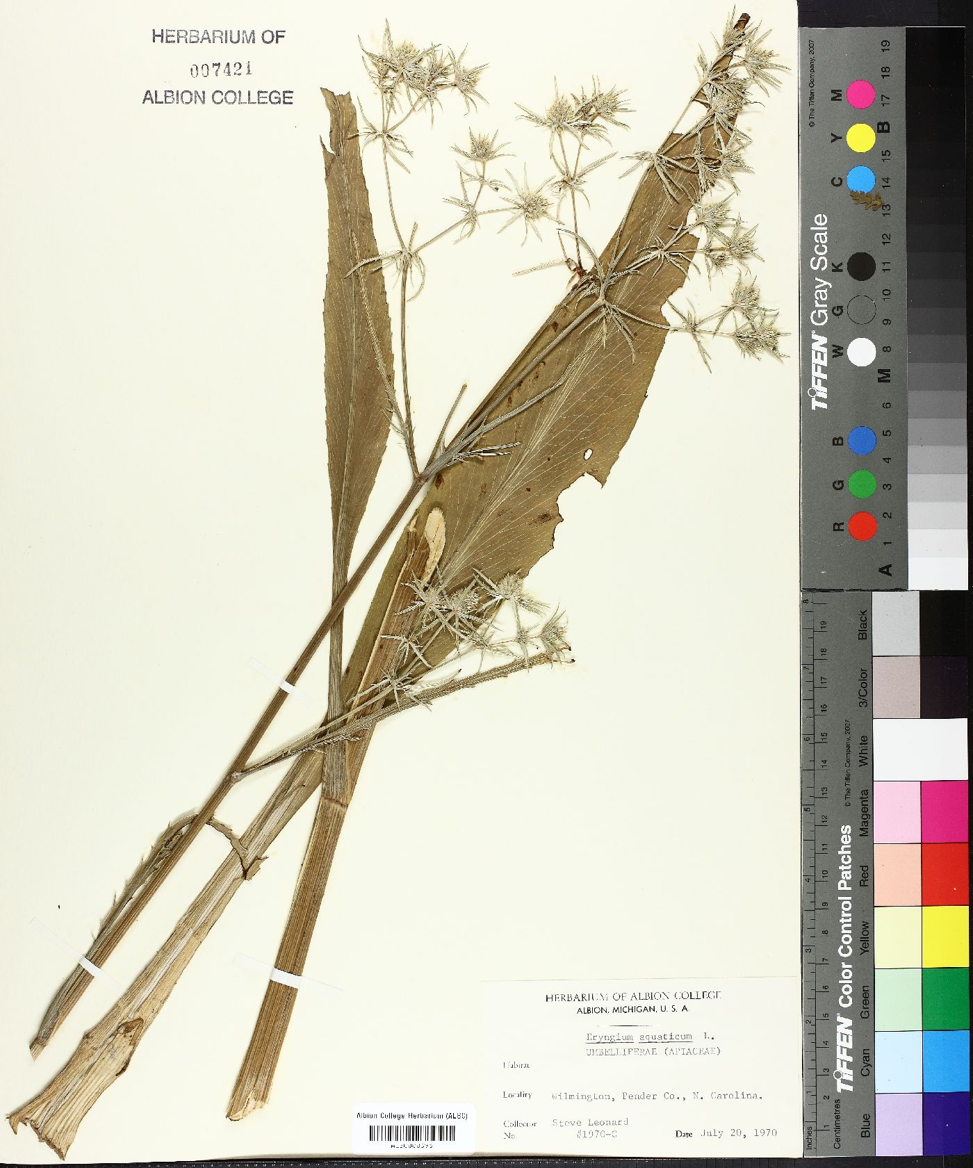 Eryngium aquaticum image