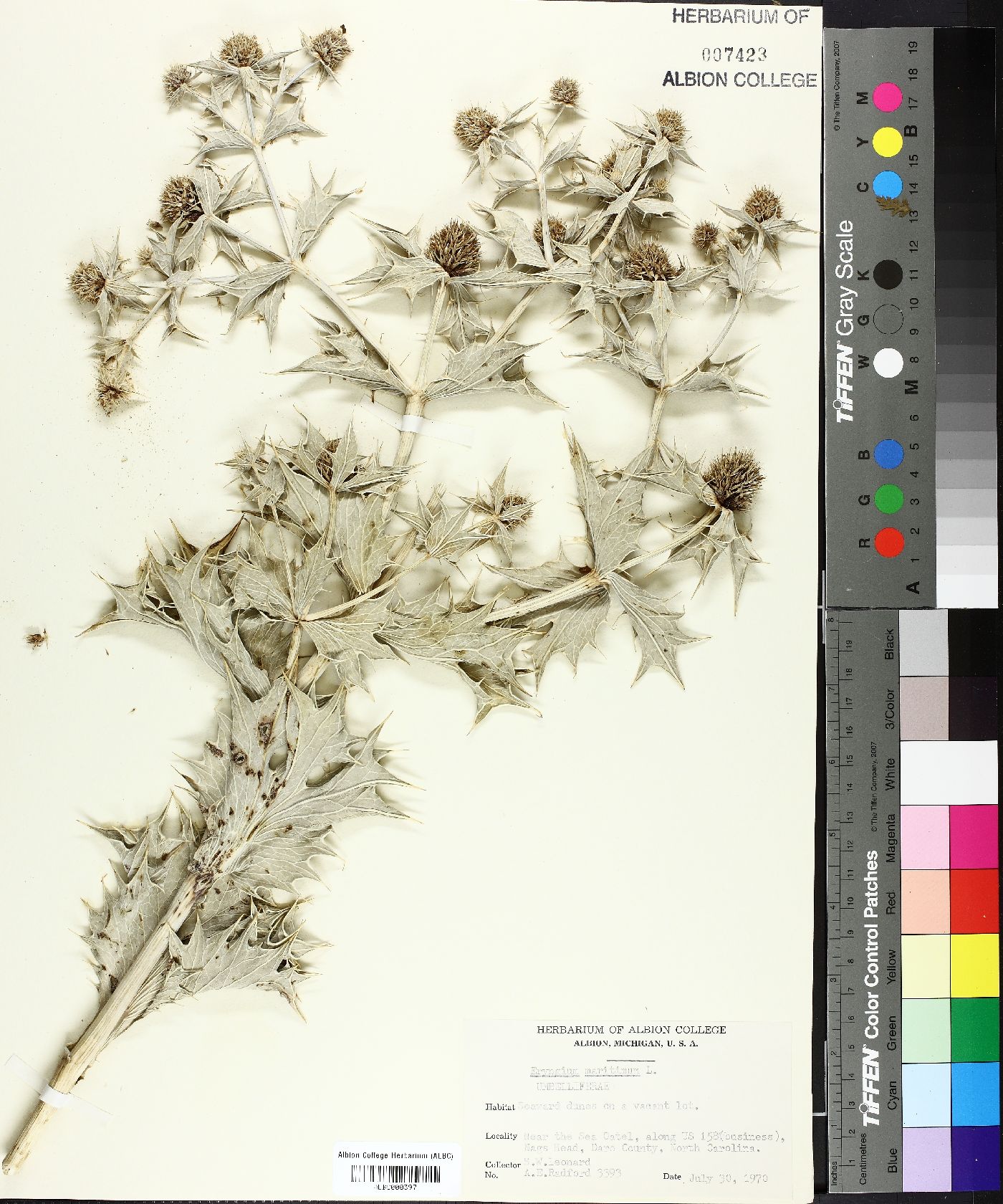 Eryngium maritimum image