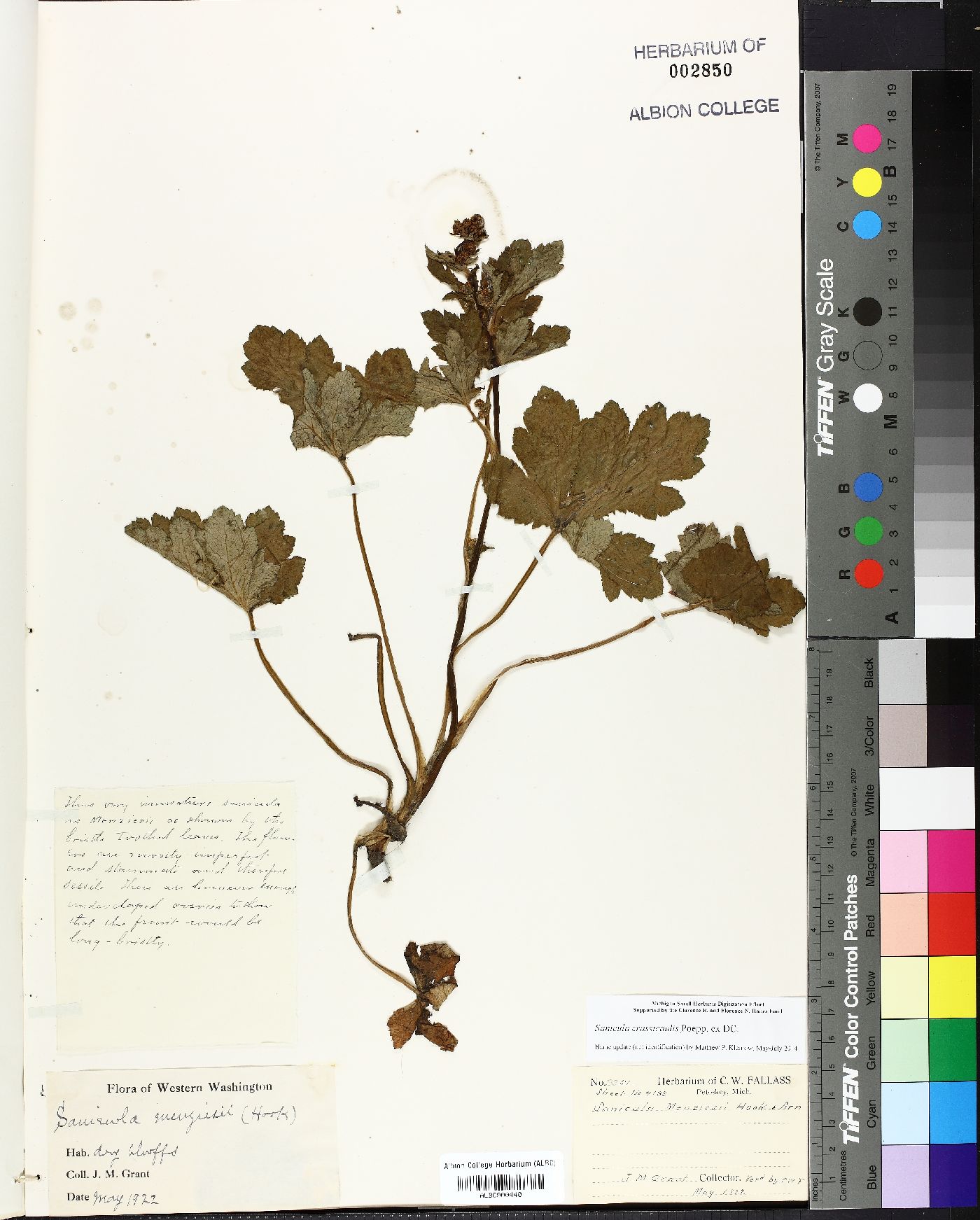 Sanicula menziesii image