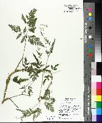 Torilis japonica image