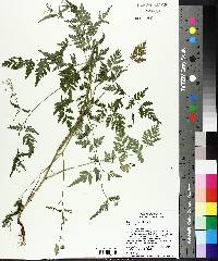 Torilis japonica image