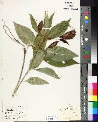 Asclepias perennis image