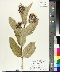 Asclepias syriaca image