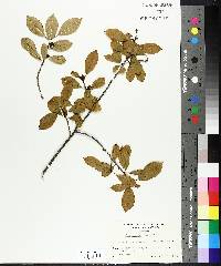 Ilex verticillata image