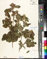 Arctium minus image